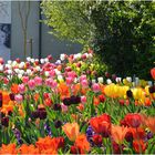 Tulpen mit Anneliese Rothenberger , Mainau April 2014