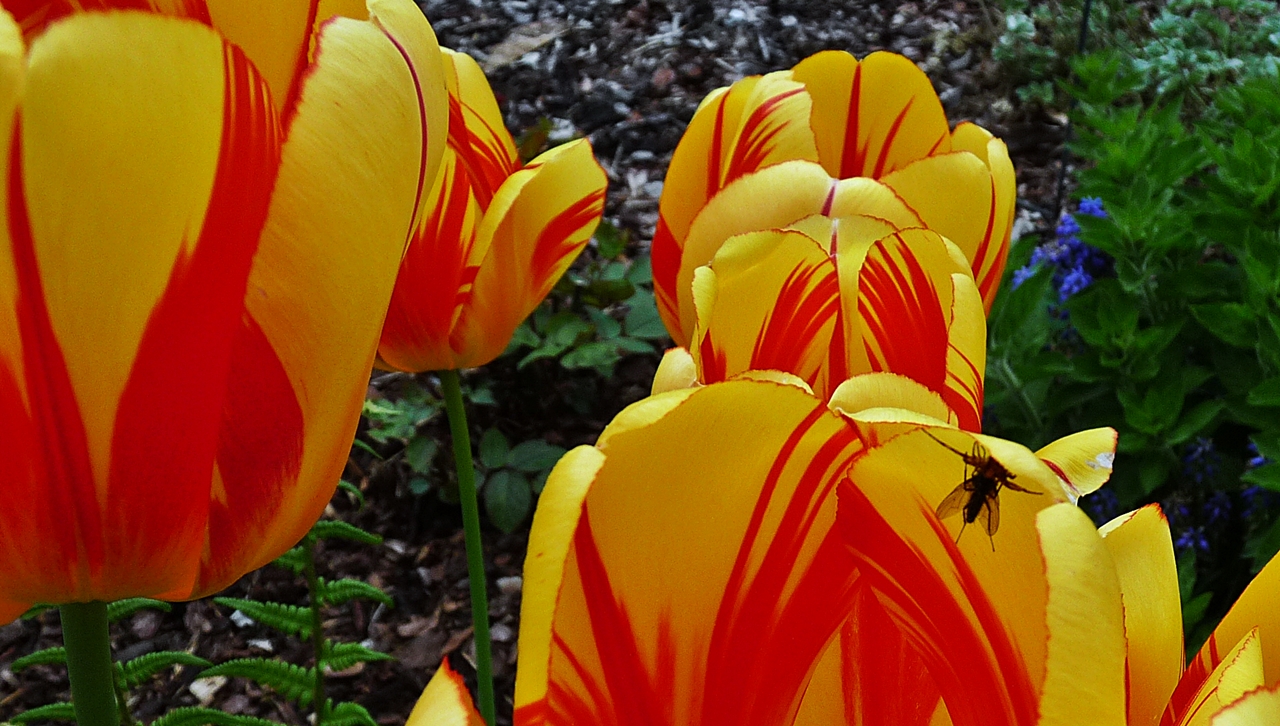 Tulpen mit Besucher