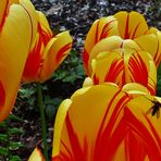 Tulpen mit Besucher