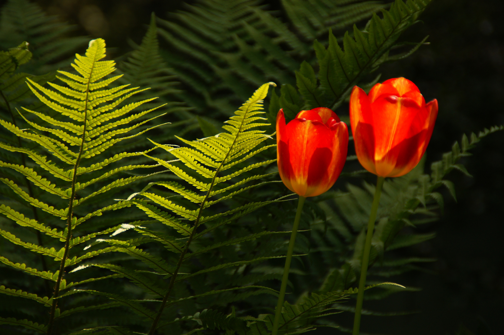 Tulpen mit Farn