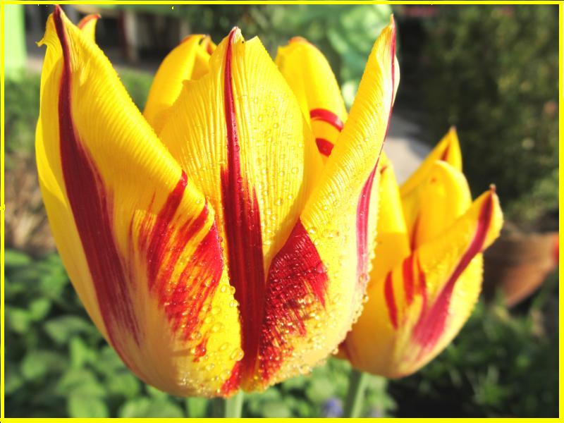 Tulpen mit Flammen