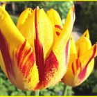 Tulpen mit Flammen