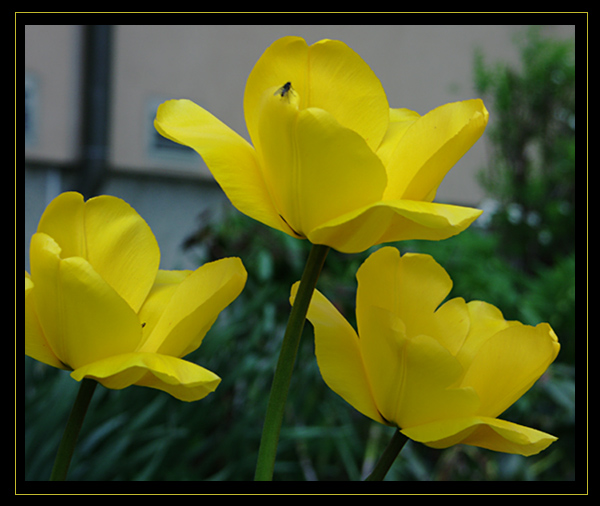 Tulpen mit Fliege