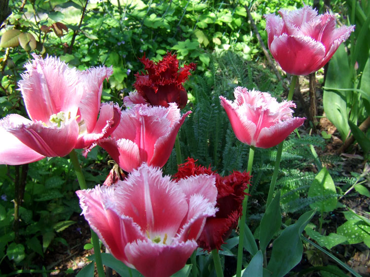 Tulpen mit gezackten Rändern