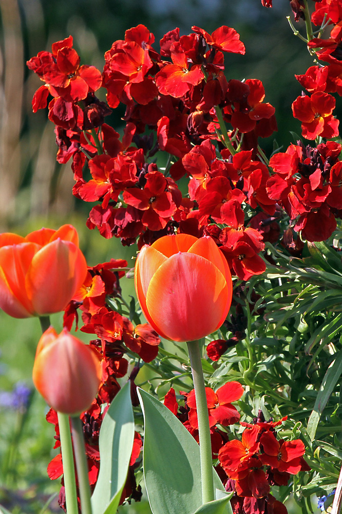 Tulpen mit Goldlack...