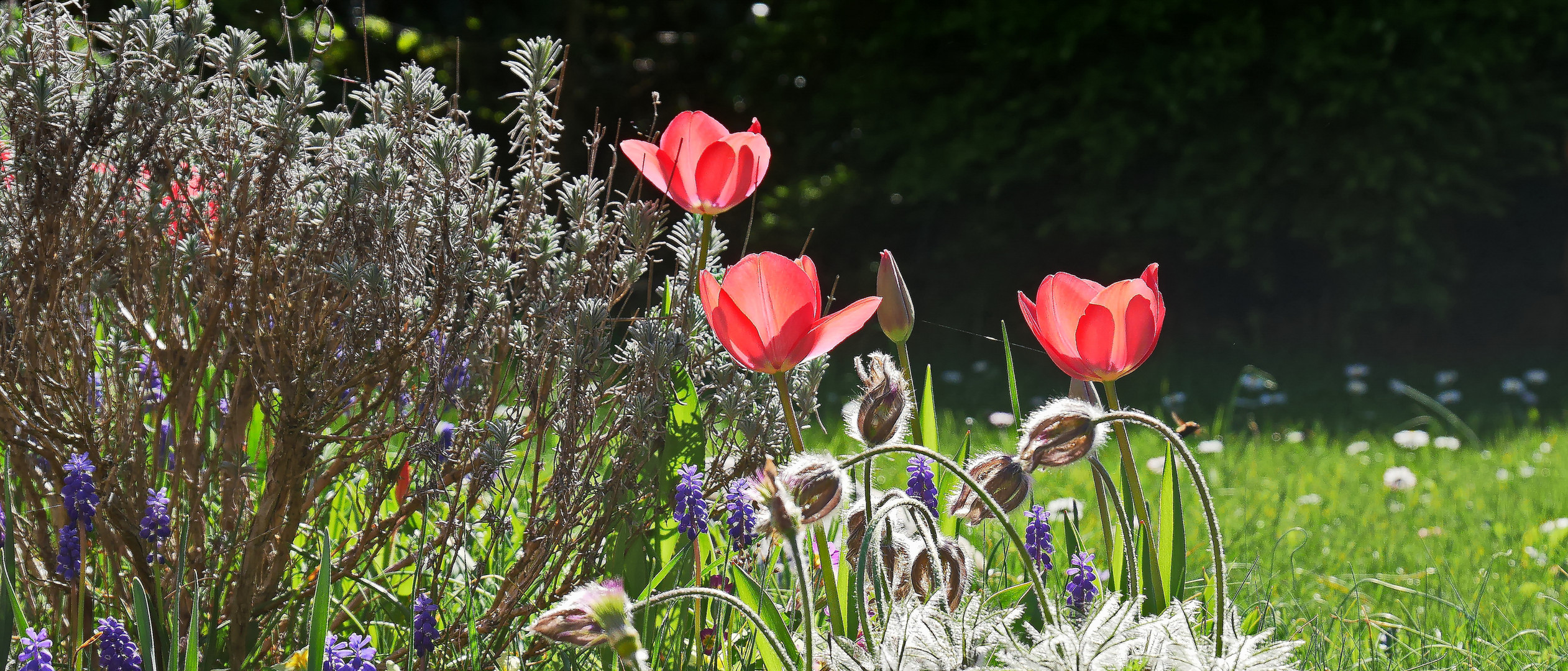 Tulpen mit Lavendel