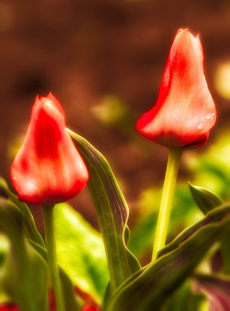 Tulpen mit Morgentau