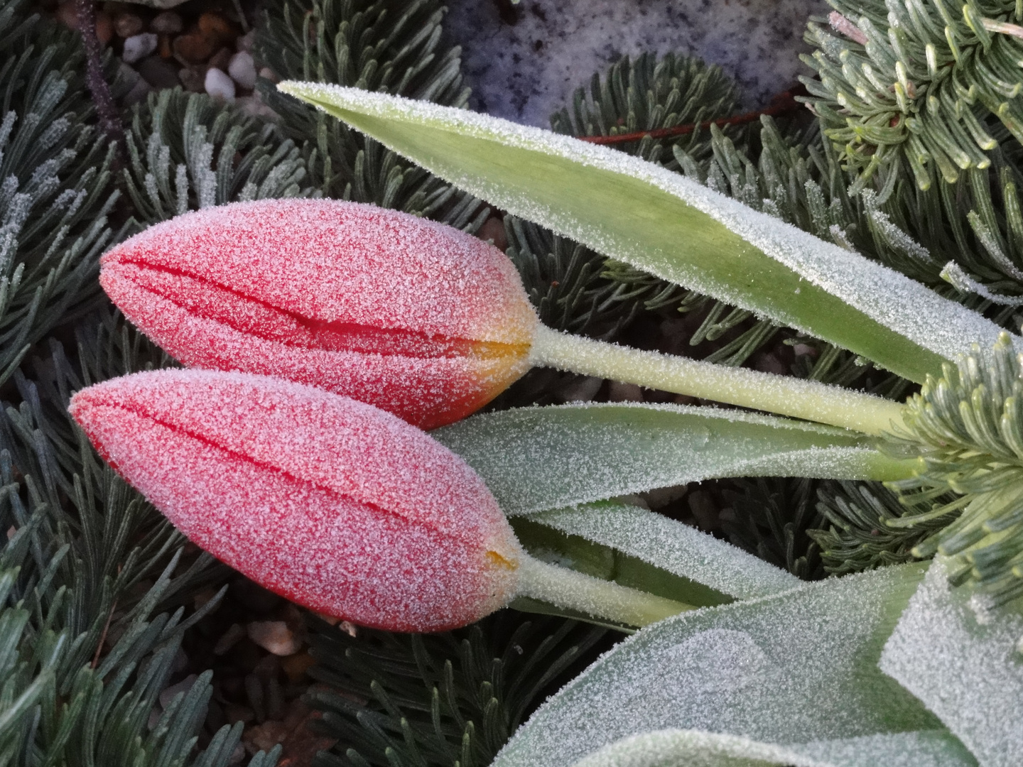 Tulpen mit Puderzucker