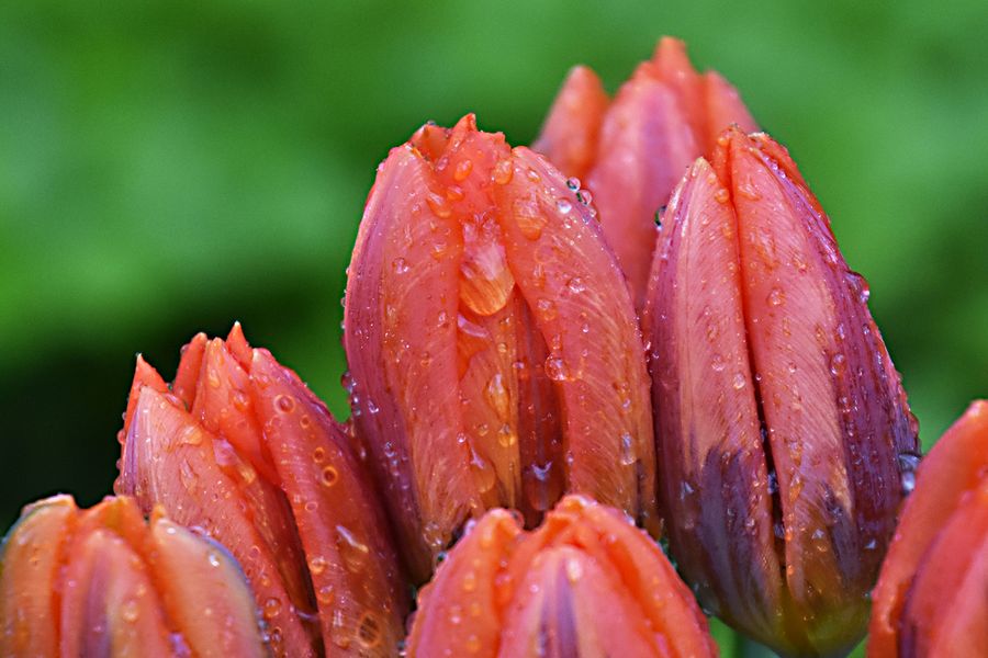Tulpen mit Regentropfen...