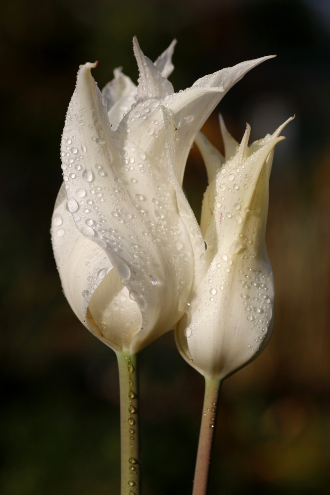 Tulpen mit Regentropfen