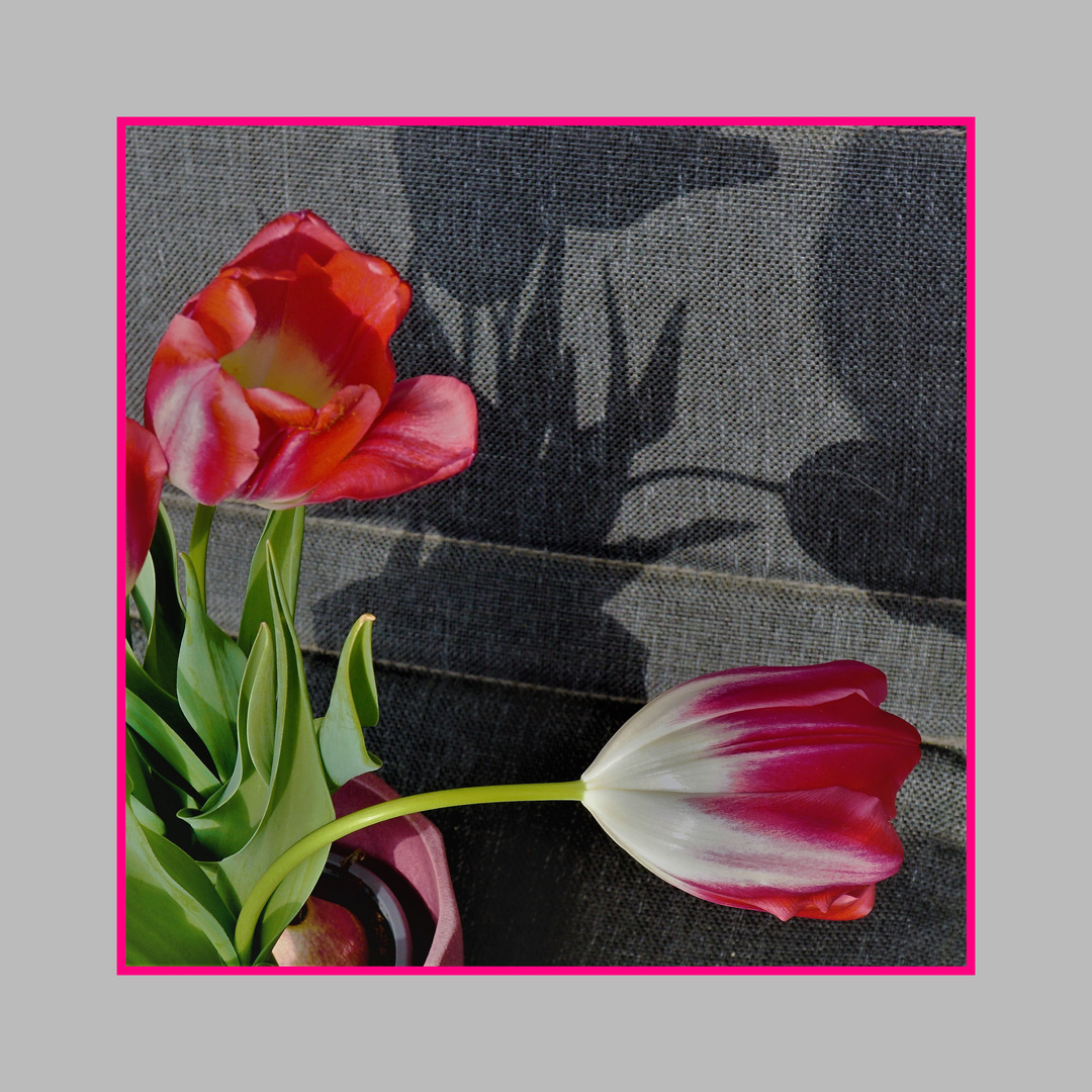 Tulpen mit Schatten