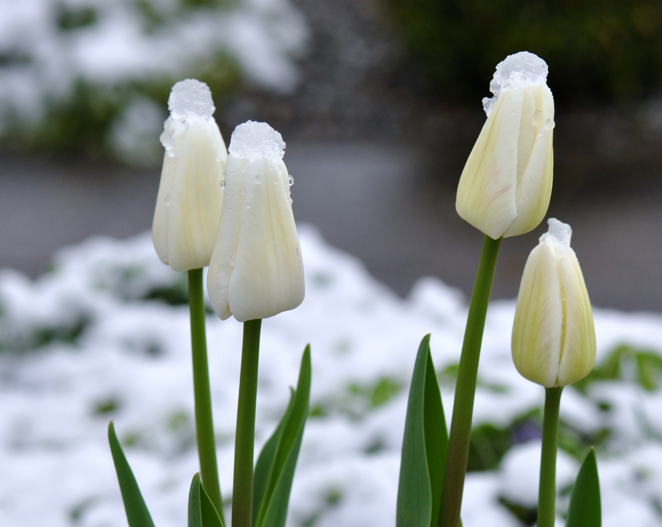 Tulpen mit Schneemützchen