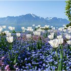 Tulpen mit schönster Aussicht