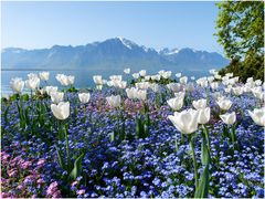 Tulpen mit schönster Aussicht