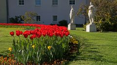 Tulpen mit Statuen