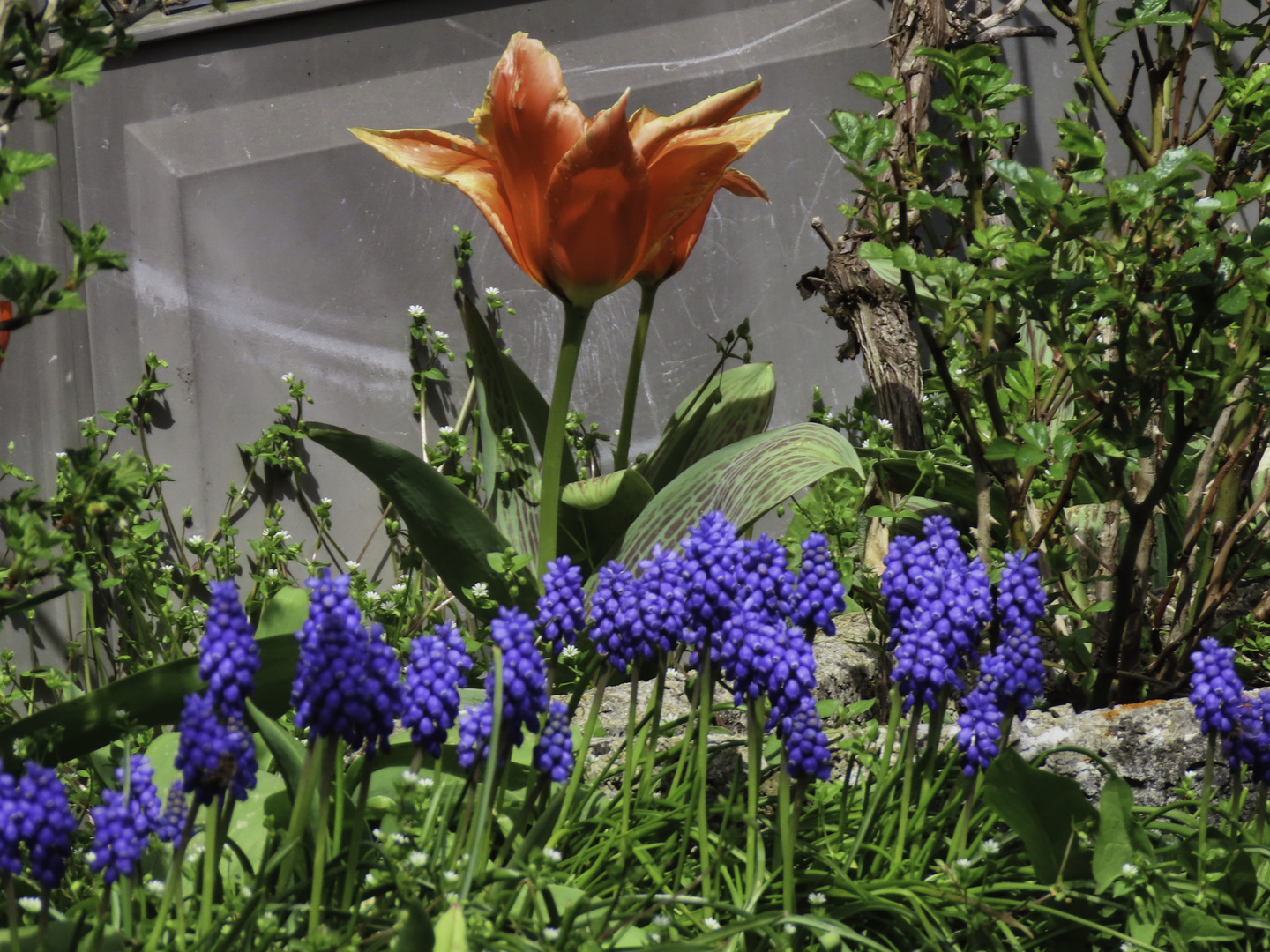 Tulpen mit Traubenhyazinthen