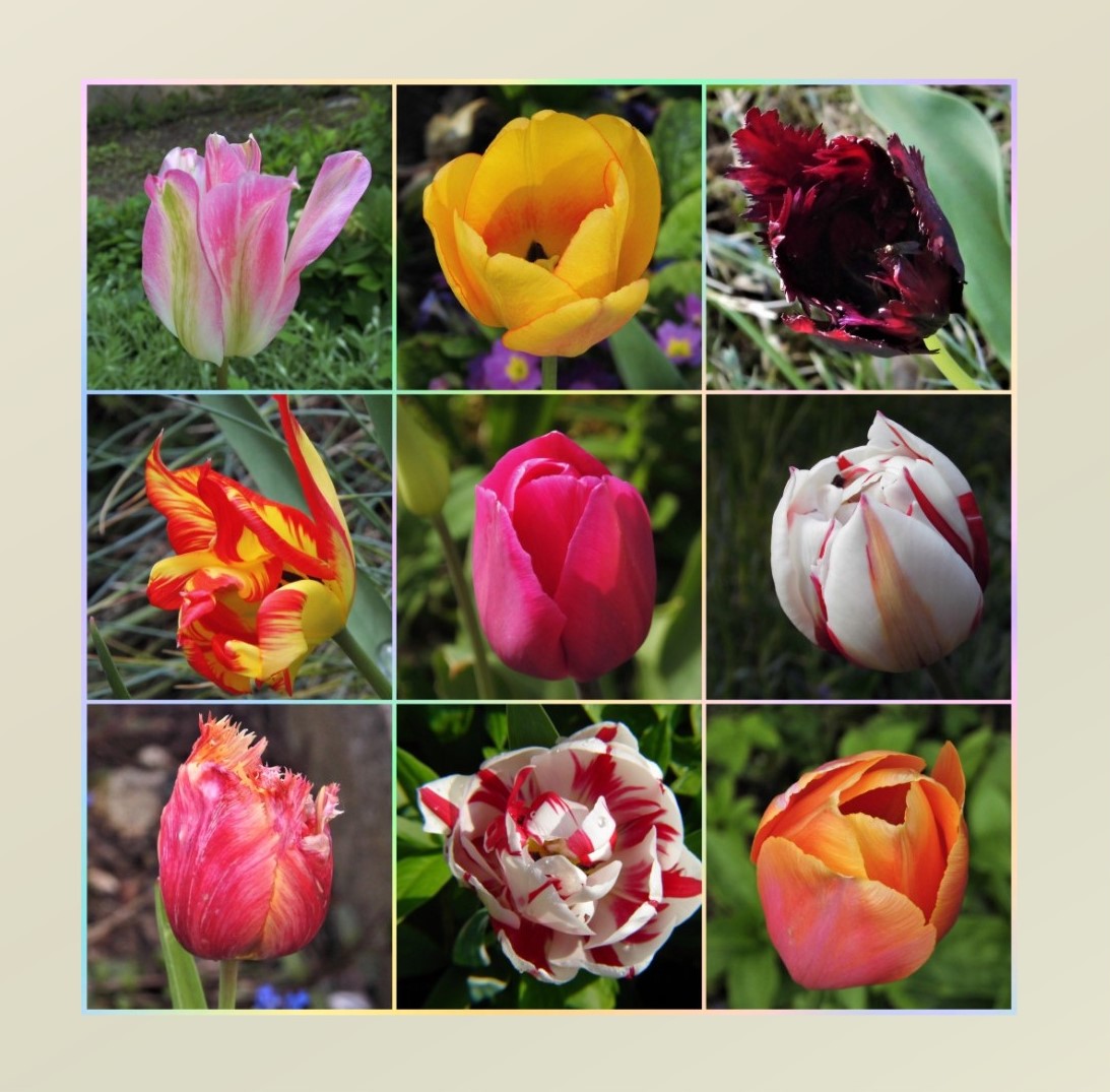 Tulpen Mix