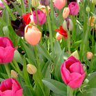 Tulpen-Mix