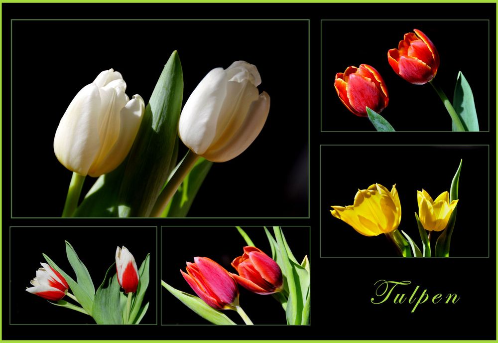 TULPEN - Mix