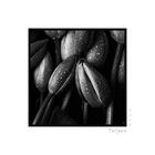 Tulpen Monochrom 1