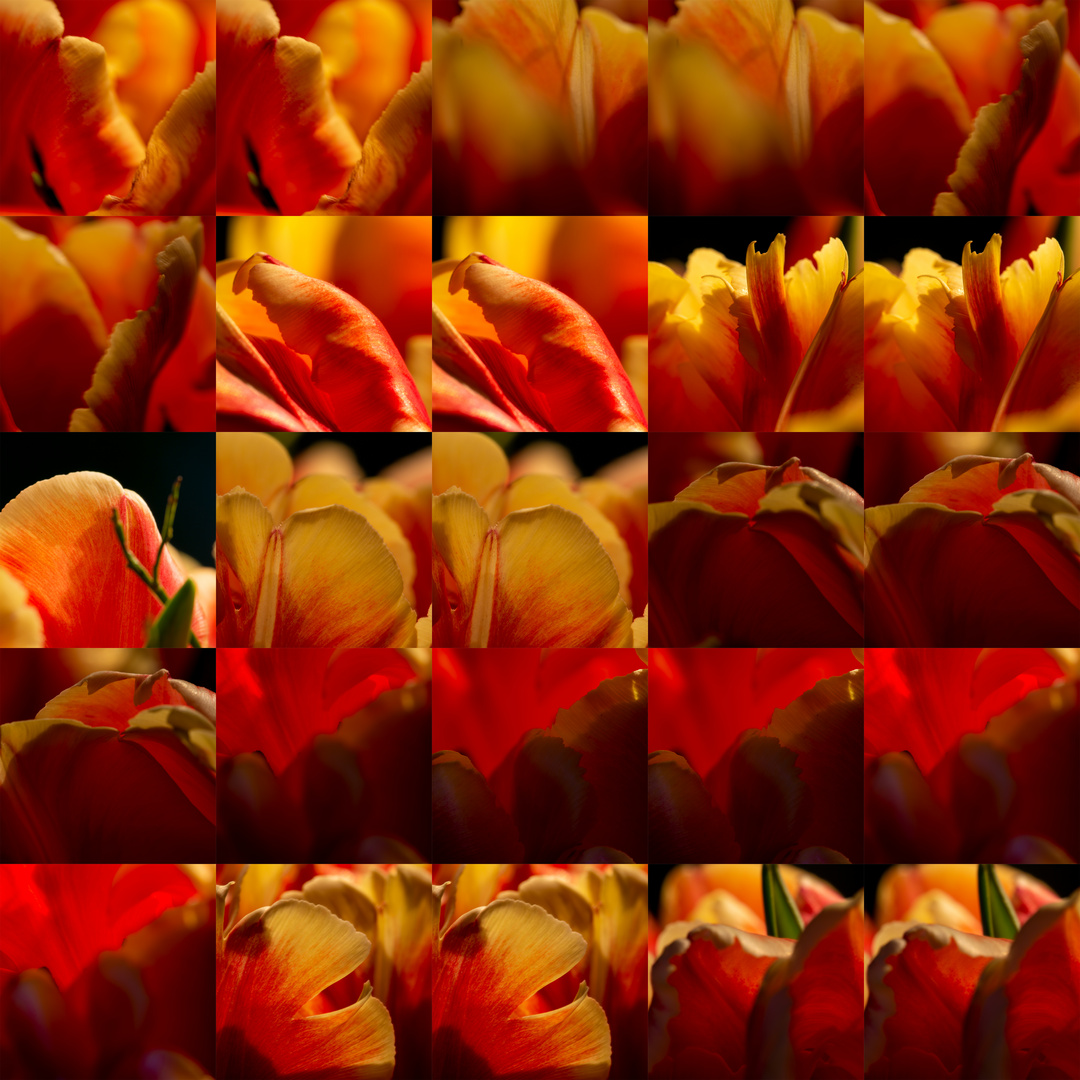 Tulpen-Mosaik