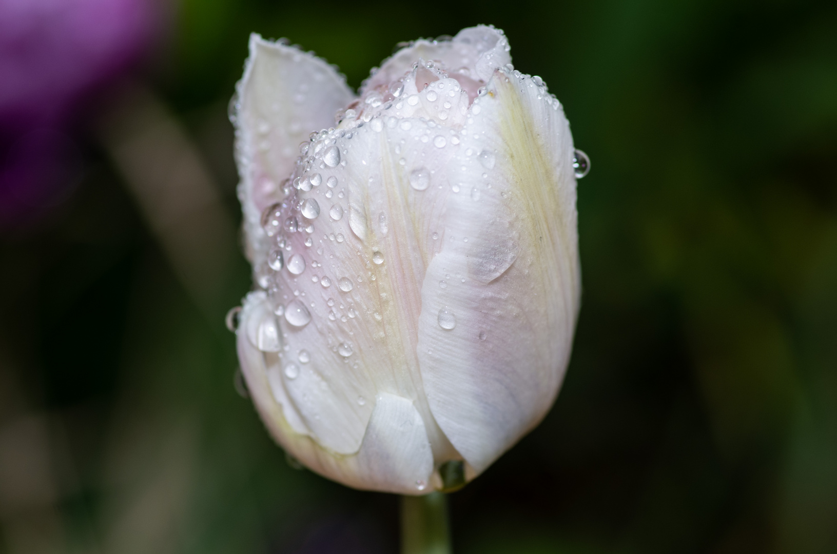 Tulpen nach dem Regen