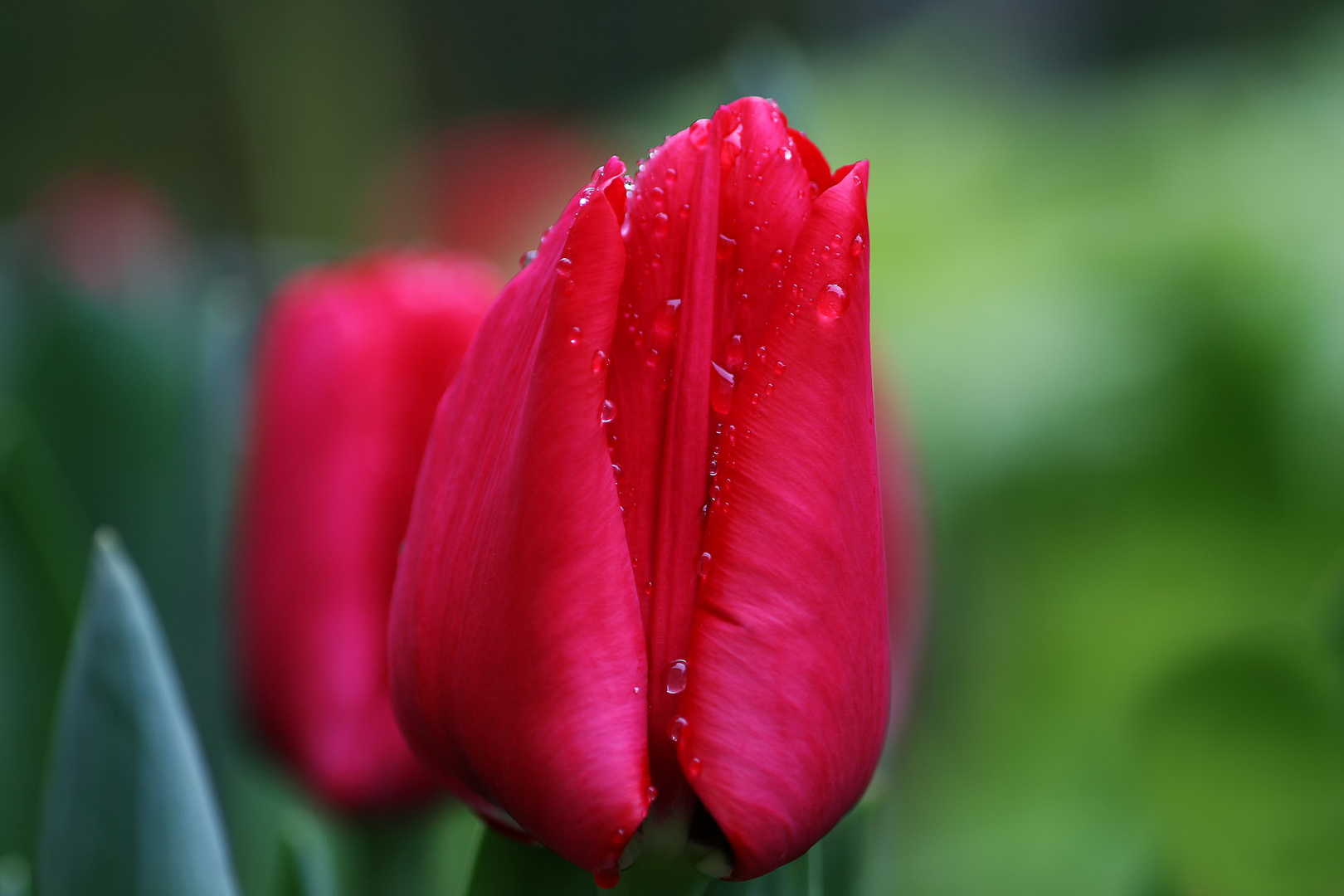 Tulpen nach dem Regen