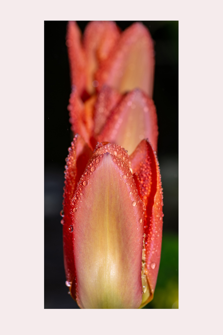 Tulpen nach dem Regen