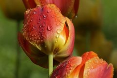 Tulpen nach dem Regen