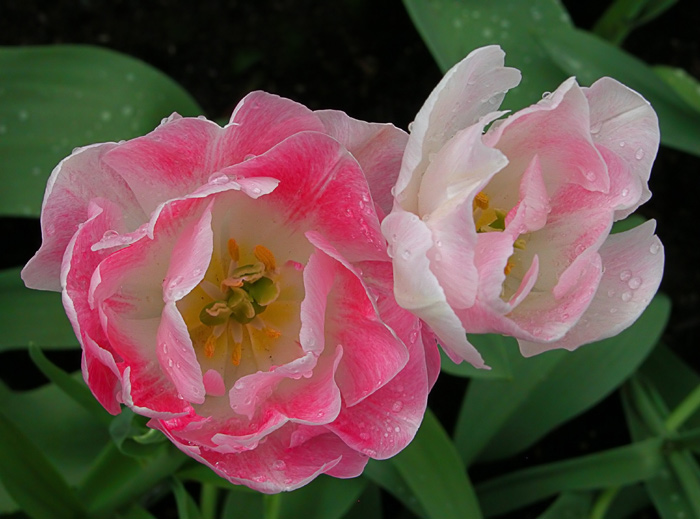 Tulpen nach dem Regen