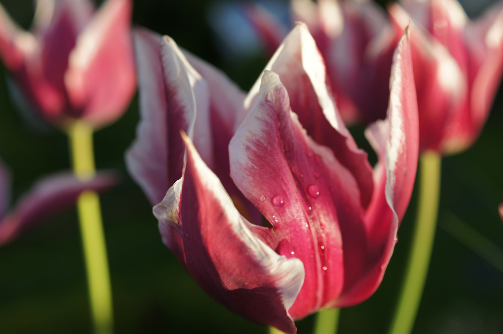 Tulpen nach dem Regen