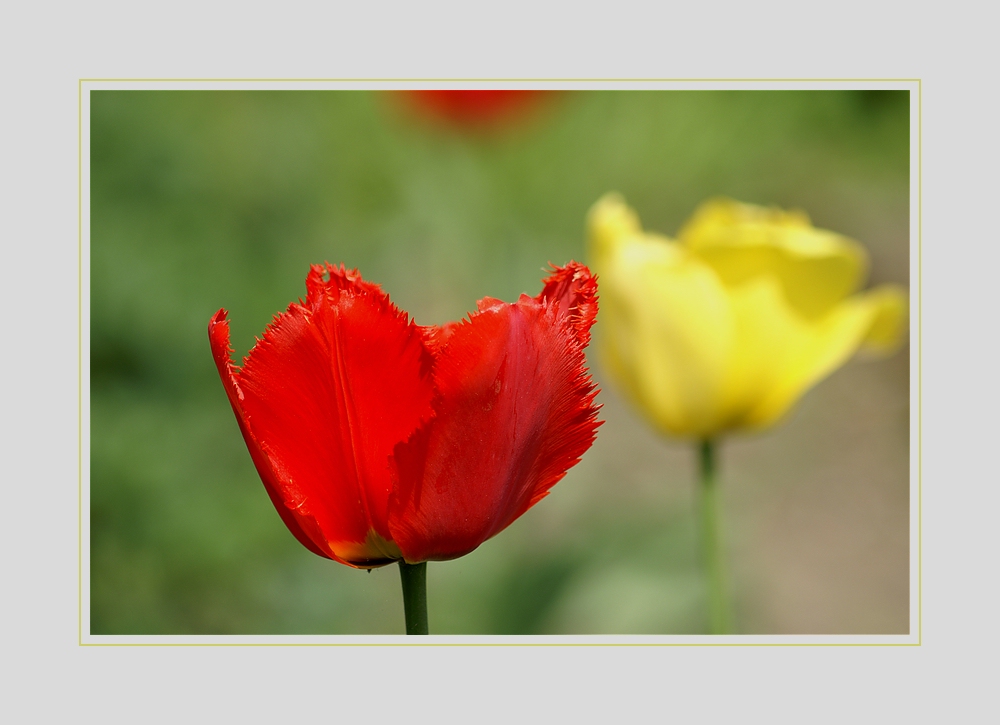 Tulpen-Nachlese