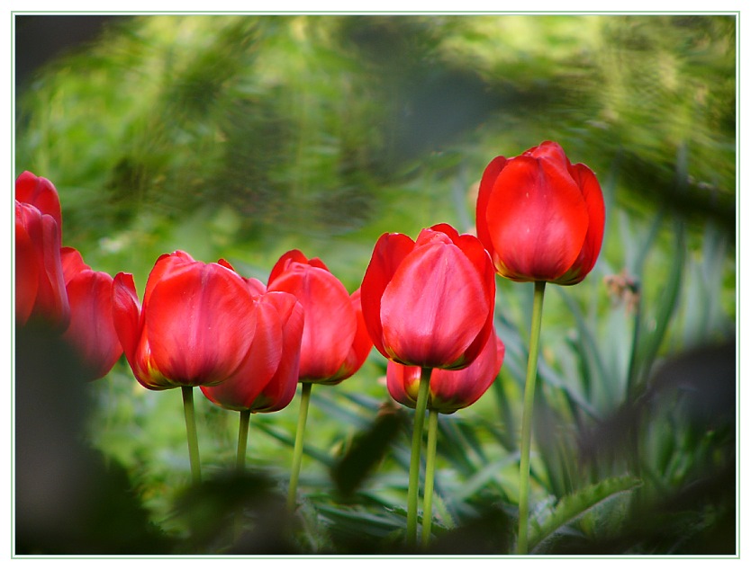 Tulpen-Nachlese