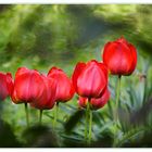 Tulpen-Nachlese