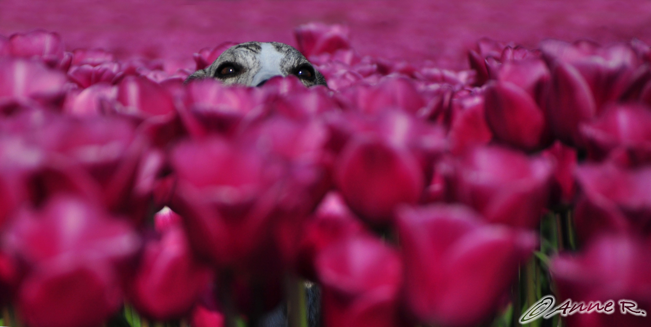 Tulpen-Nachschlag oder auch "Wo ist der Hund"?