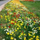 Tulpen-Narzissen-Feld in Hilpoltstein