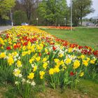 Tulpen-Narzissen-Feld in Hilpoltstein