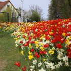 Tulpen-Narzissen-Feld in Hilpoltstein