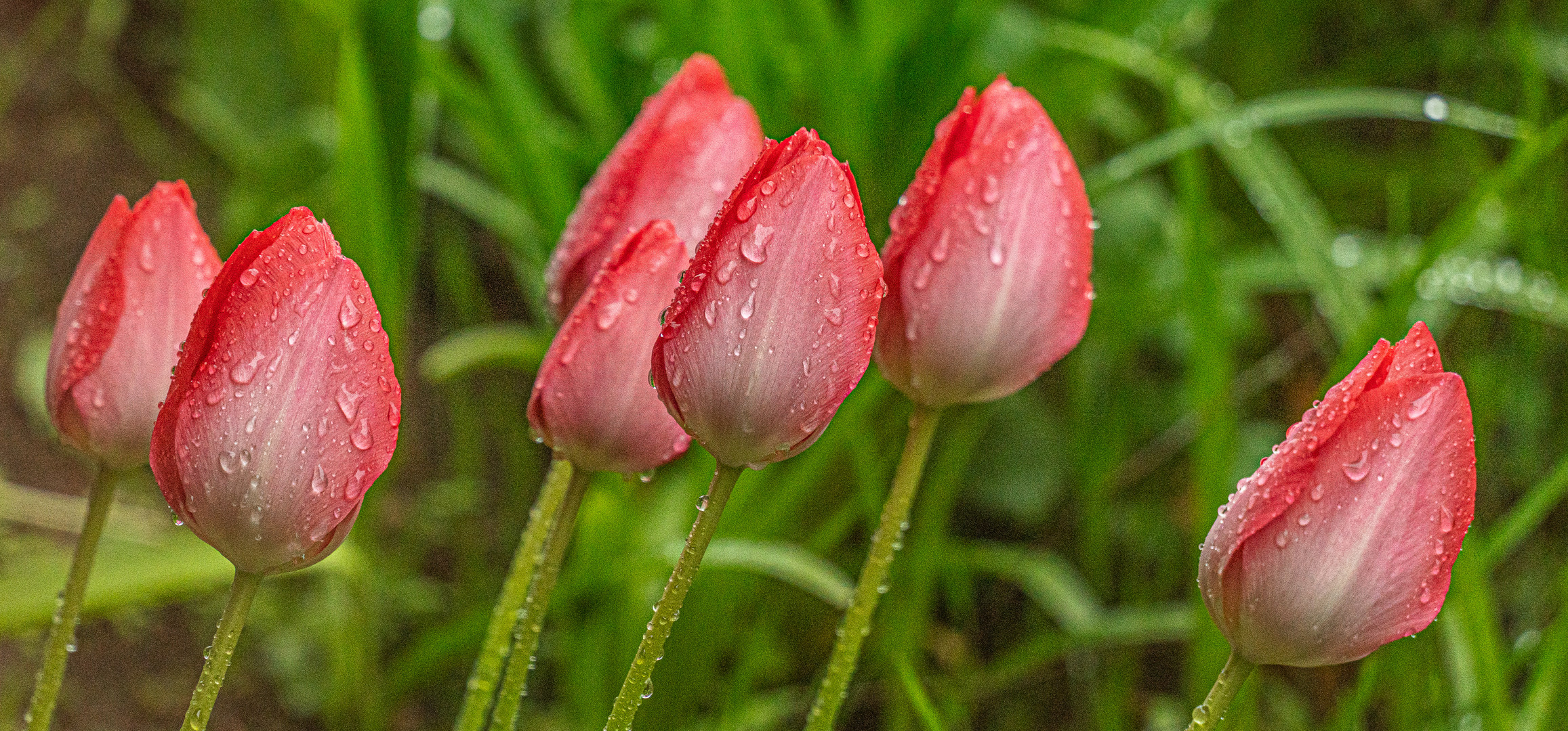 Tulpen nass