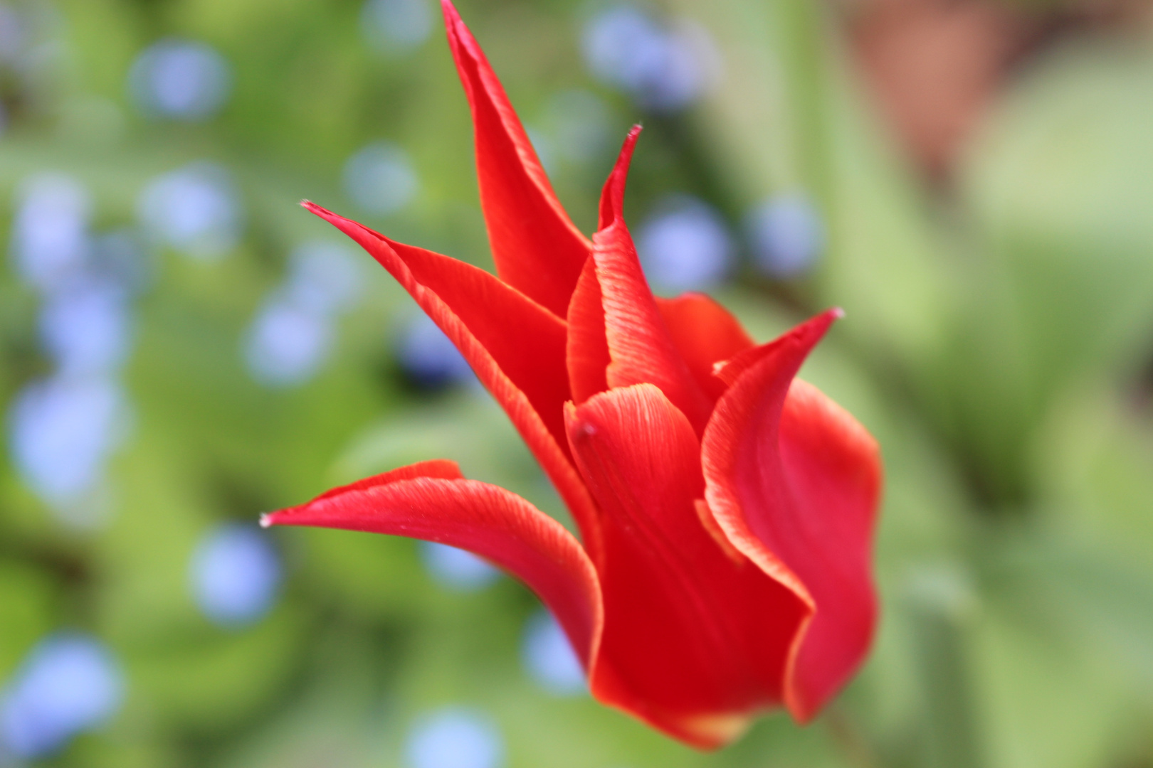 Tulpen, Natur, Gartenpflanzen