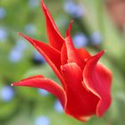 Tulpen, Natur, Gartenpflanzen