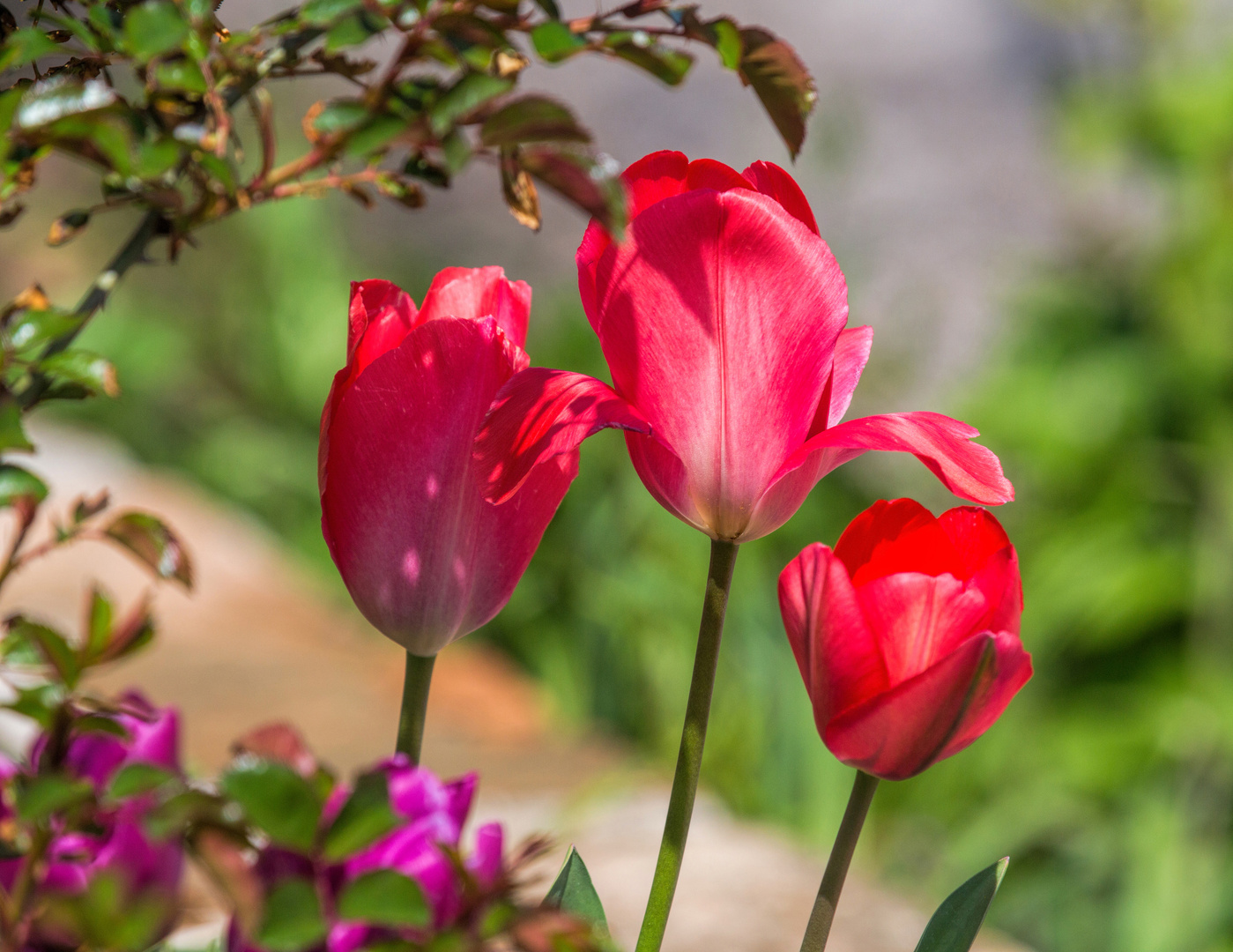 Tulpen - nicht aus Amsterdam!