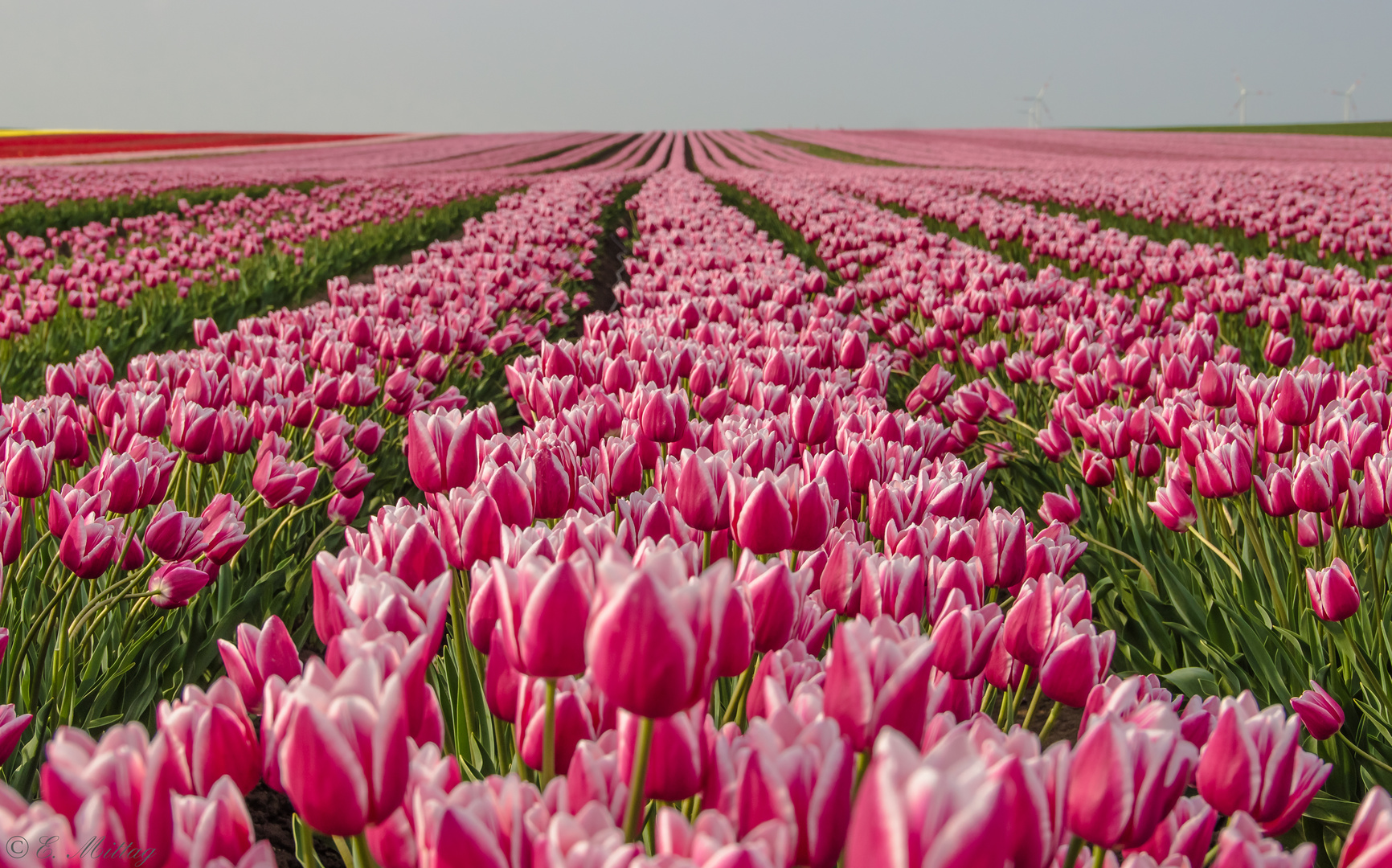 Tulpen Holland Tulpen Holland