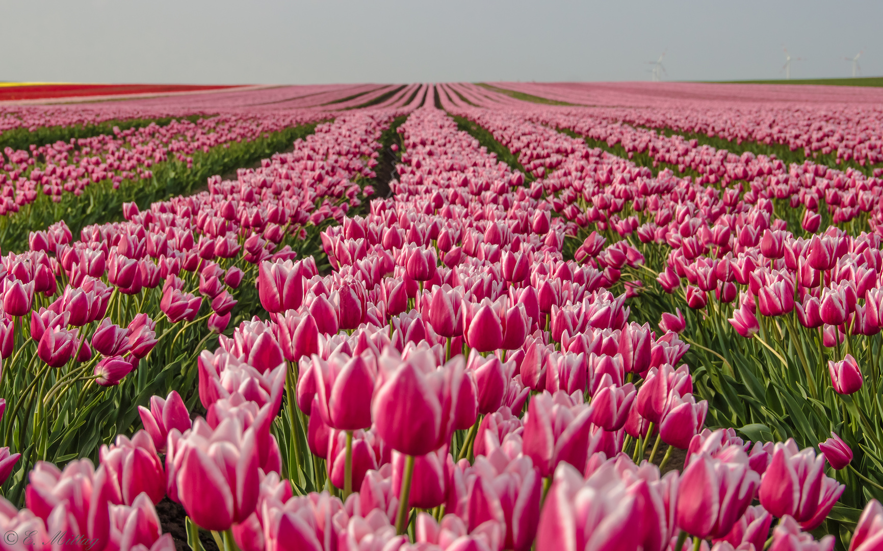 Tulpen - nicht aus Holland