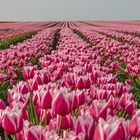 Tulpen - nicht aus Holland