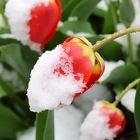 Tulpen oder Erdbeeren? vom Spätwinter überrascht