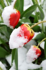 Tulpen oder Erdbeeren? vom Spätwinter überrascht