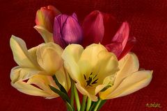 Tulpen Ohh Gerda