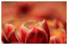 Tulpen ohne Ende...