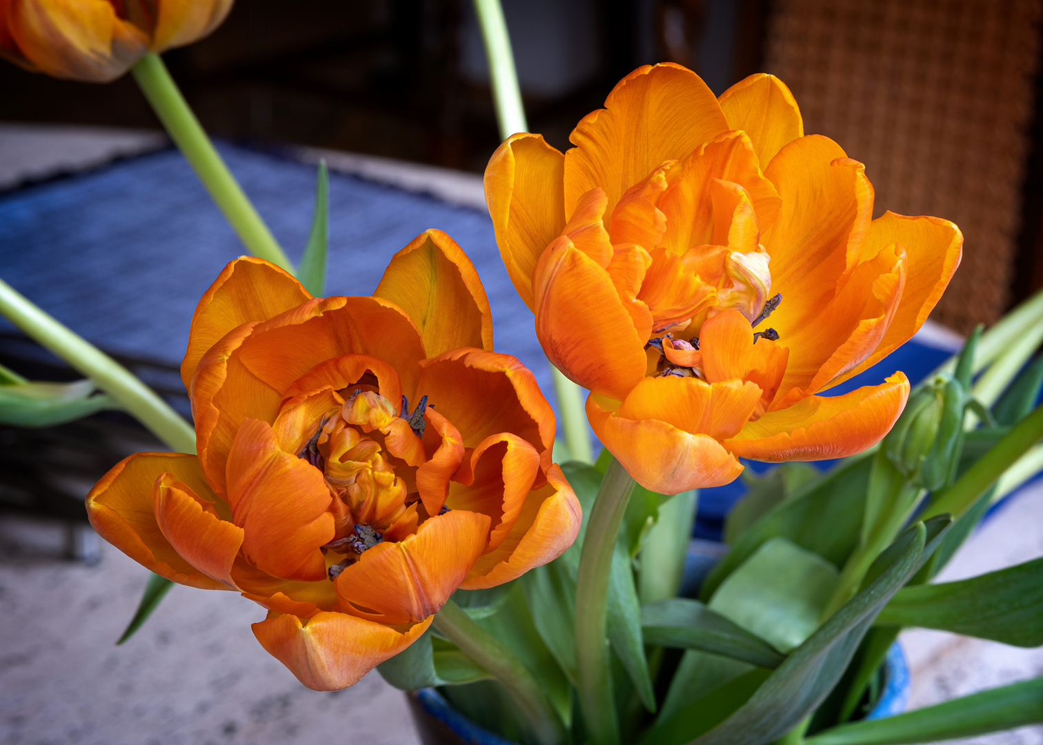 Tulpen Orange 
